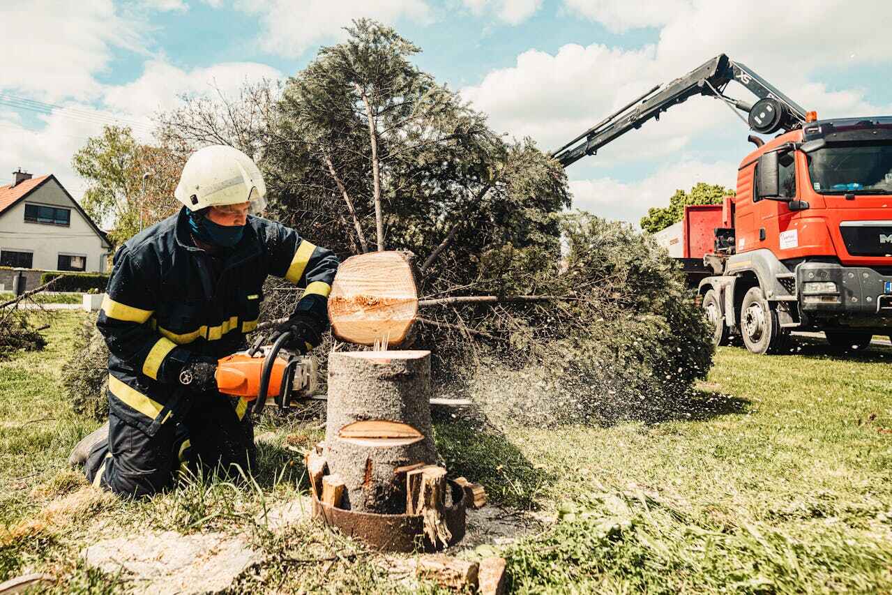 The Steps Involved in Our Tree Care Process in Cuthbert, GA